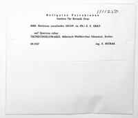 Hericium coralloides image